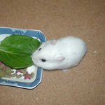 小松菜を食べるアイ