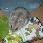 乾燥キャベツを取り込むコーキ