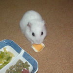 チーズを食べるアイ