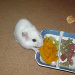 カボチャを食べるアイ