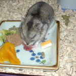 乾燥イチゴを食べるユウキ