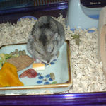 チーズを食べるユウキ