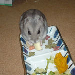 チーズを食べるコーキ