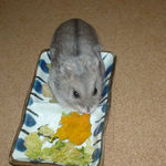 カボチャを食べるコーキ