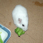 ブロッコリーを食べるアイ