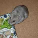 ブロッコリーを食べるコーキ