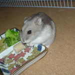 煮干を食べるコーキ