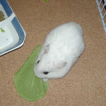 小松菜を食べるアイ