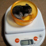 ユウキは体重減りました