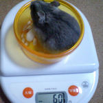 コーキは体重が増えました