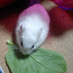 小松菜を食べるアイ