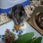 ペレット団子を食べるユウキ