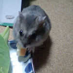 ハム用チーズに食いつくコーキ