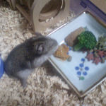 ペレット団子を食べるユウキ