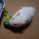 ブロッコリーを食べるアイ