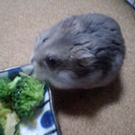 ブロッコリーを食べるコーキ