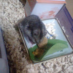 ペレット団子を食べるユウキ