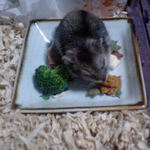 ペレット団子を食べるユウキ