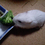 ブロッコリーを食べるアイ