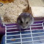 ケージから様子をうかがうコーキ