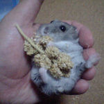 粟の穂で腹出し食い中のコーキ