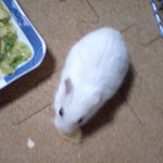 バナナチップに食いつくアイ