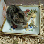 ペレット団子を食べるユウキ