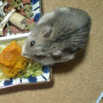 かぼちゃを食べるコーキ