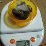 ユウキは体重変わらず