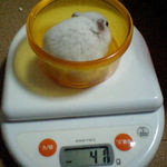 アイは体重変わらず