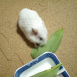 小松菜に食いつくアイ