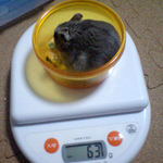 コーキはさらに体重増加