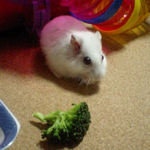 ブロッコリーを食べるアイ