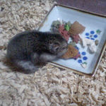 ペレット団子を食べるユウキ