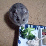 ブロッコリーを食べるコーキ