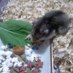 ペレット団子を食べるユウキ