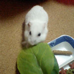 小松菜に食いつくアイ