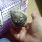 ケージに入れずに、焦るコーキ