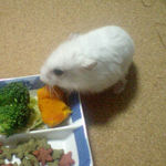 カボチャを食べるアイ