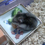 ペレット団子を食べるユウキ