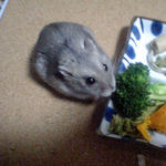 ブロッコリーを食べるコーキ