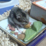 ペレット団子を食べるユウキ