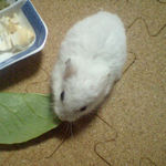 小松菜を食べるアイ