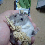 粟の穂で腹出し食いのコーキ