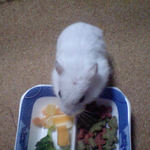 乾燥パパイヤを食べるアイ