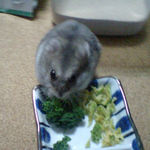 ブロッコリーを食べるコーキ