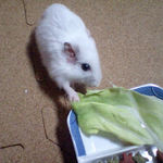 キャベツを食べるアイ