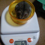 コーキは体重少し減少