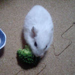 ブロッコリーを食べるアイ