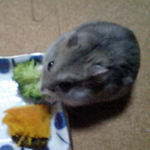 ブロッコリーを食べるコーキ